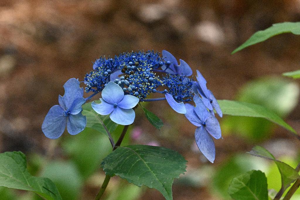 2025-07199769 Tower Hill Botanic Garden, MA.JPG - Hydrangea (Hydrangea macrophylla 'Twist-n-Shout = pithman'). New England Botanic Garden at Tower Hill, MA, 7-19-2025